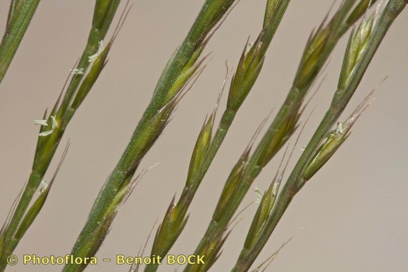 Vlasovka jednostranná 19