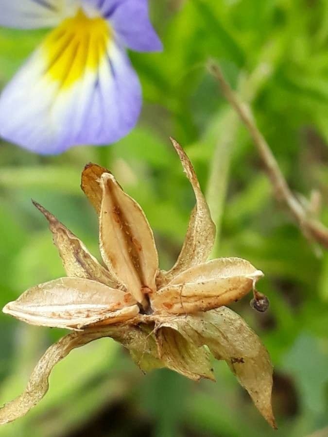 Wildes Stiefmütterchen 4
