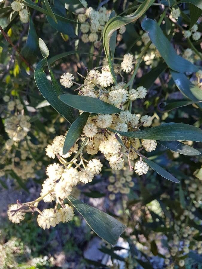 Acacia nera 5