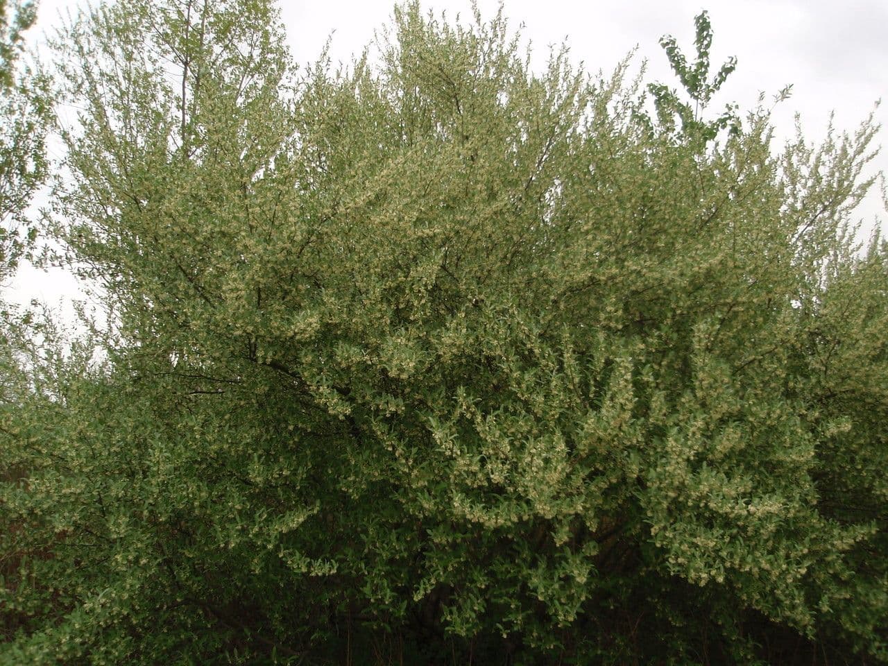 Elaeagnus multiflora 15
