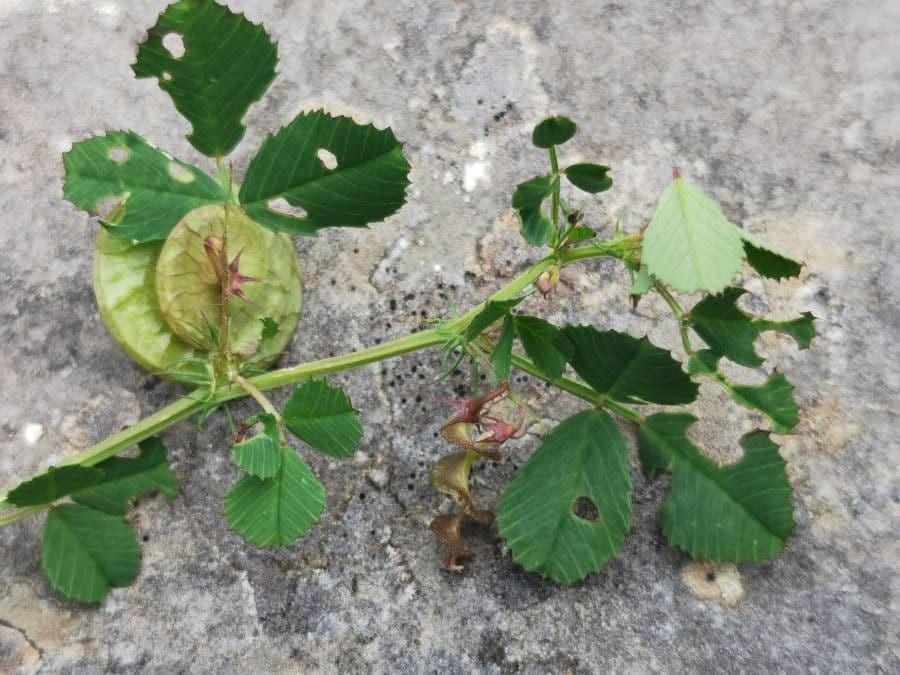 Erba medica orbicolare 15