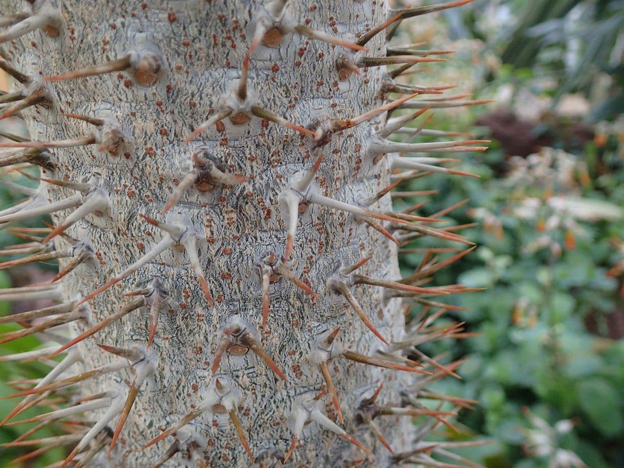 Pachypodium 12