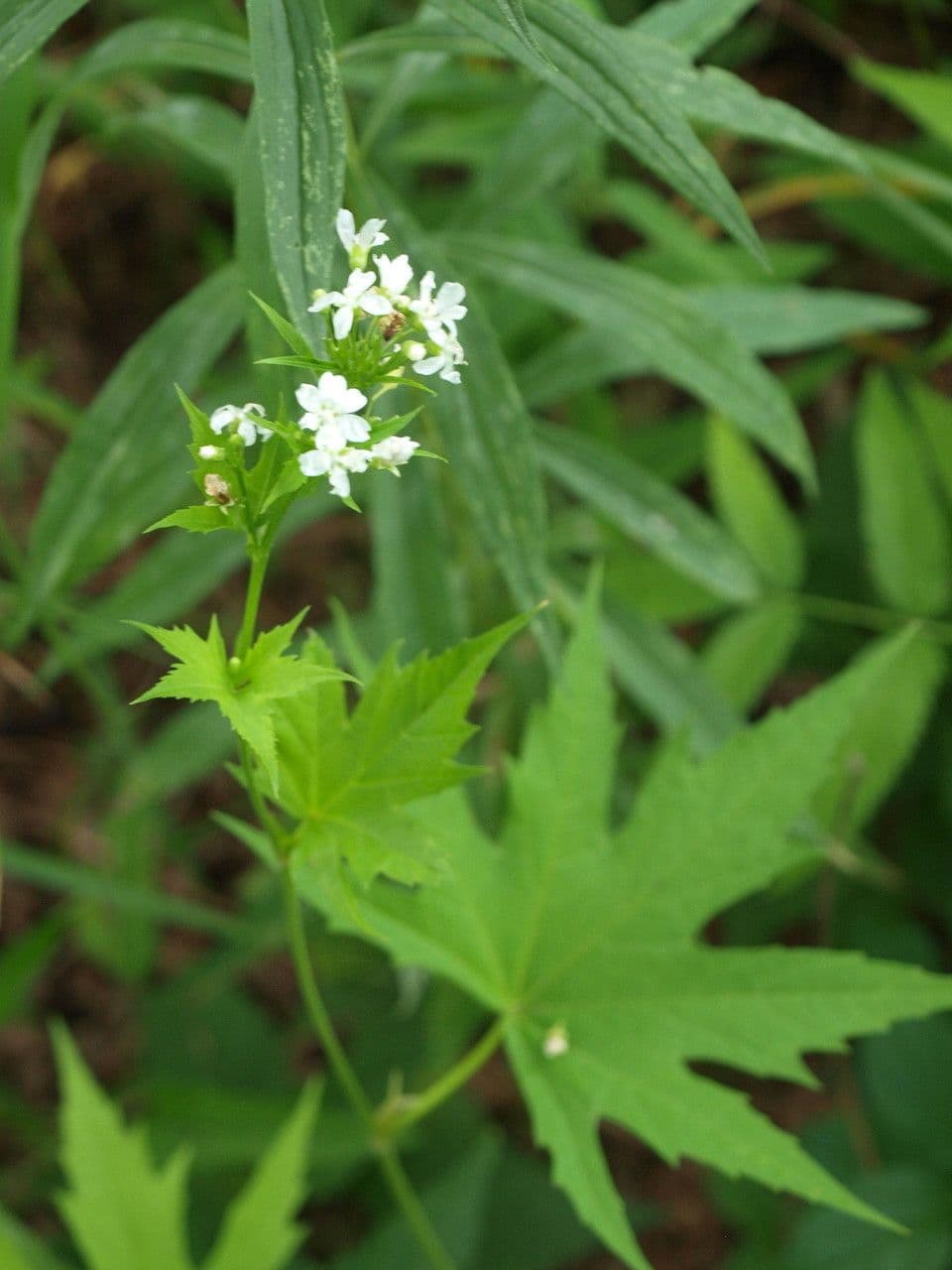 Napaea dioica 7
