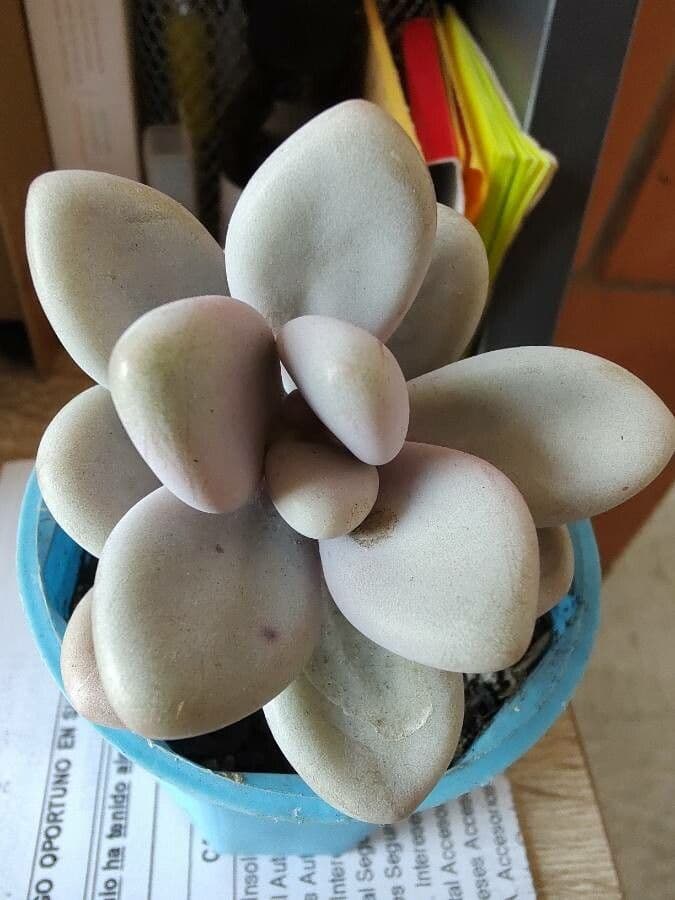 Graptopetalum 13