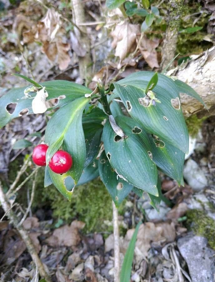 Ruscus hypoglossum 5