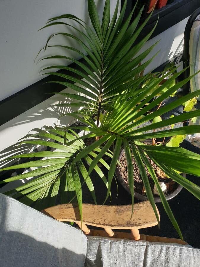 Palma Nikau 16