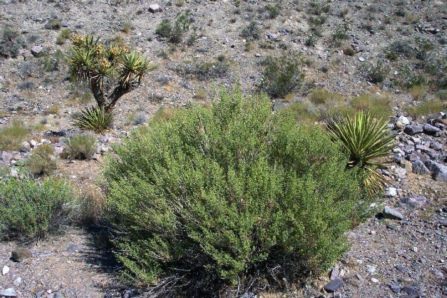 Brickellia pustynna