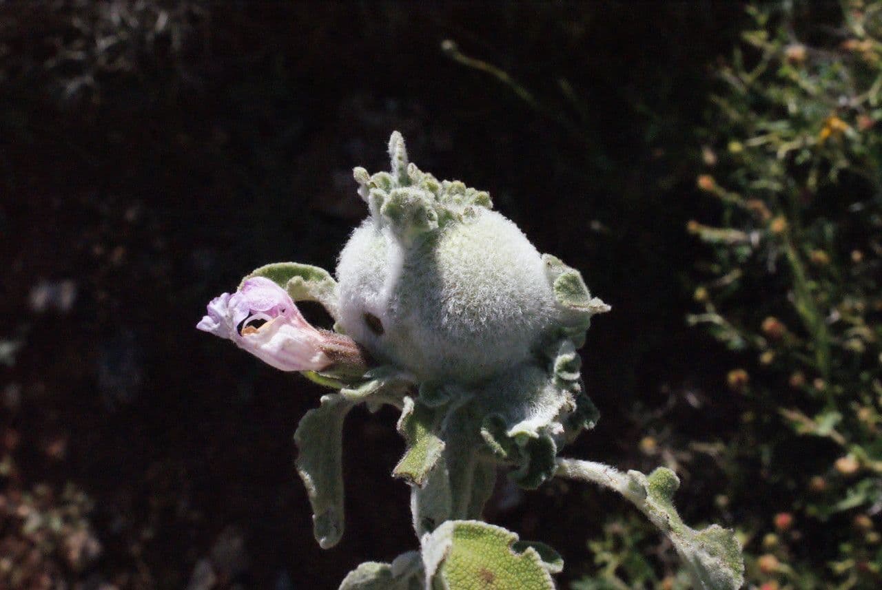Salvia 9