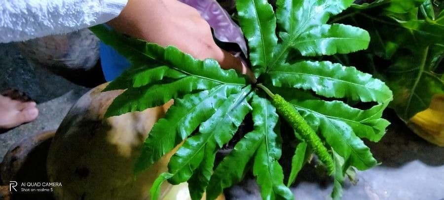 Helminthostachys 8