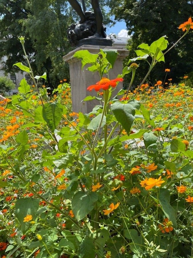 Tithonia rotundifolia 24