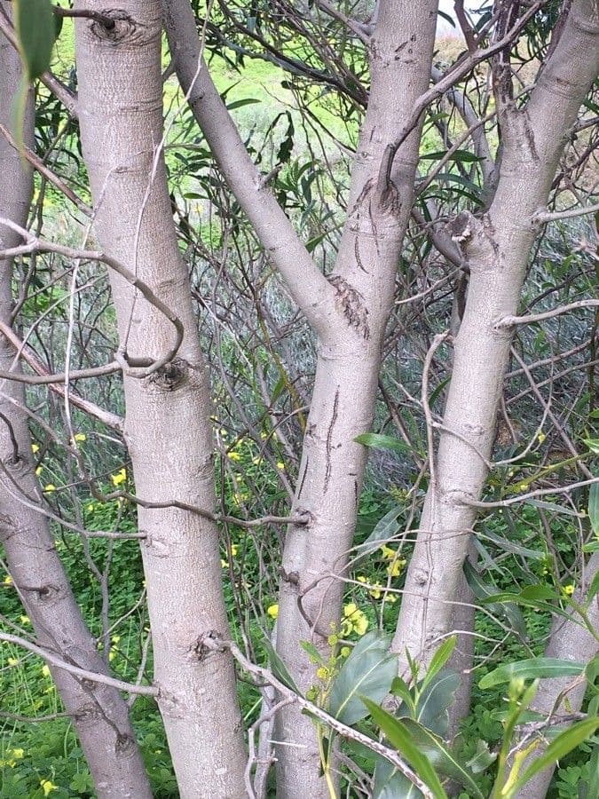 Acacia saligna 25