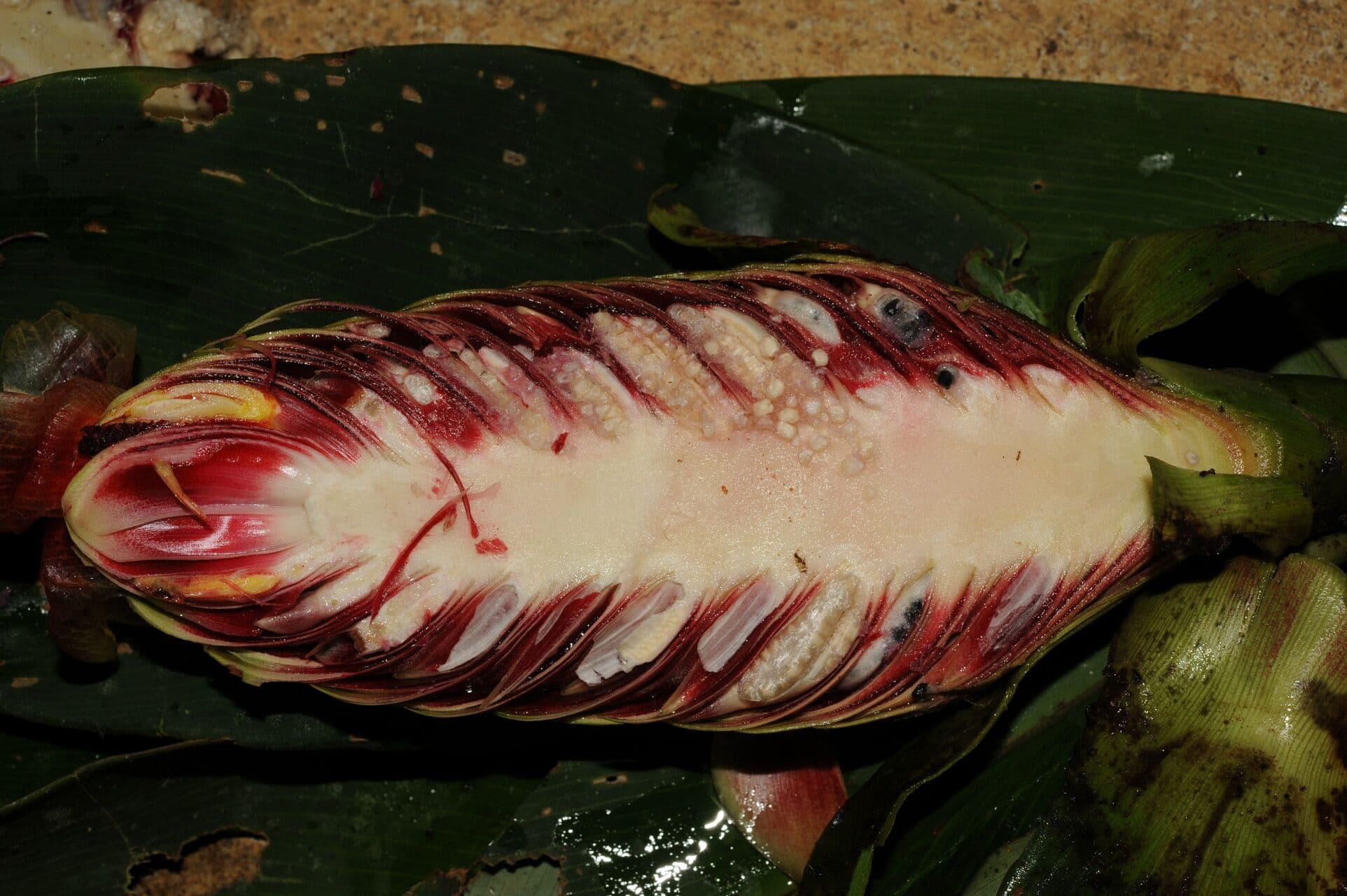 Costus liscio 2