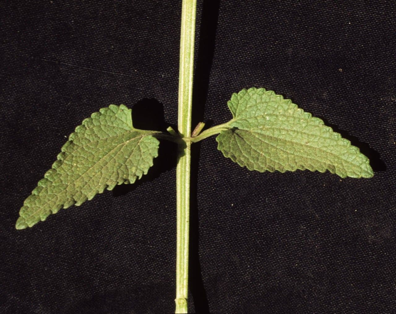 Stachys coccinea 12