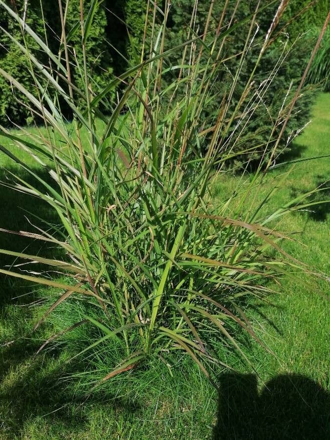 Chloris pycnothrix 12