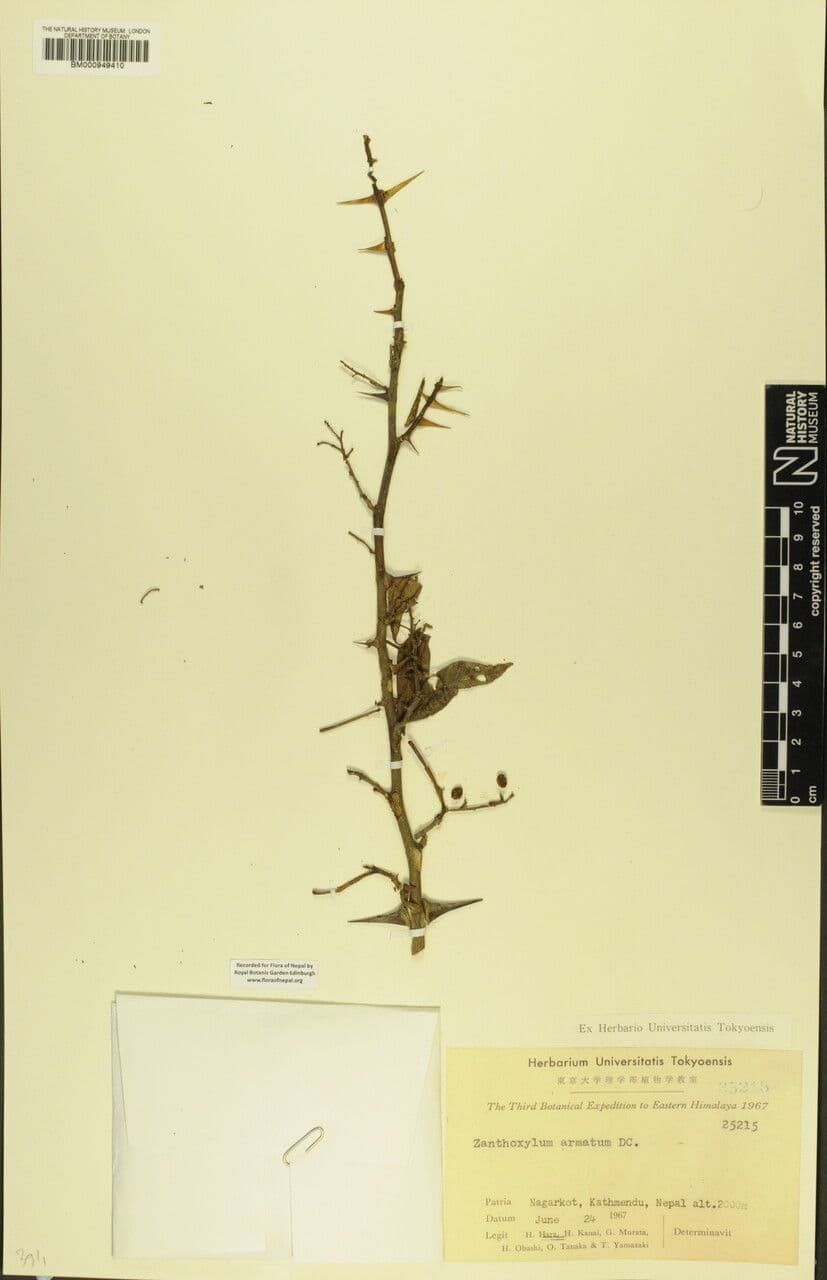 Zanthoxylum 24
