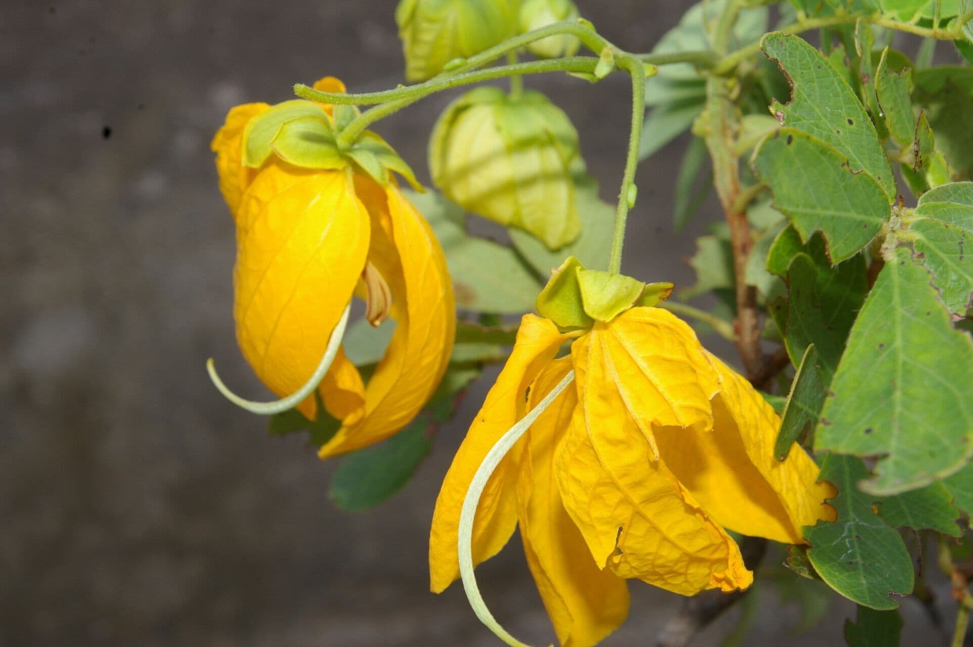 Senna 6