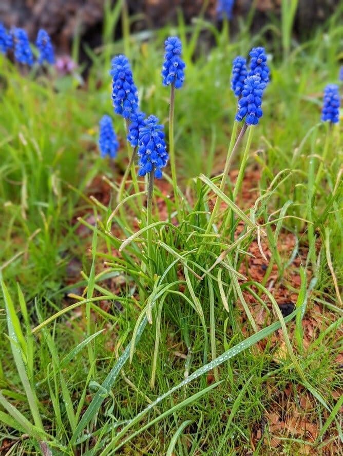 Muscari azzurro 8