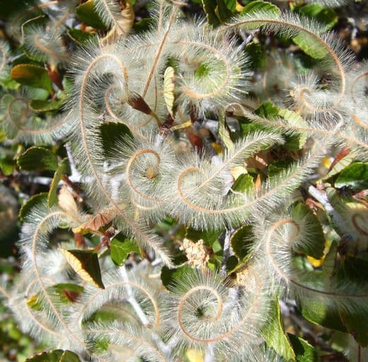 Cercocarpus montanus 3