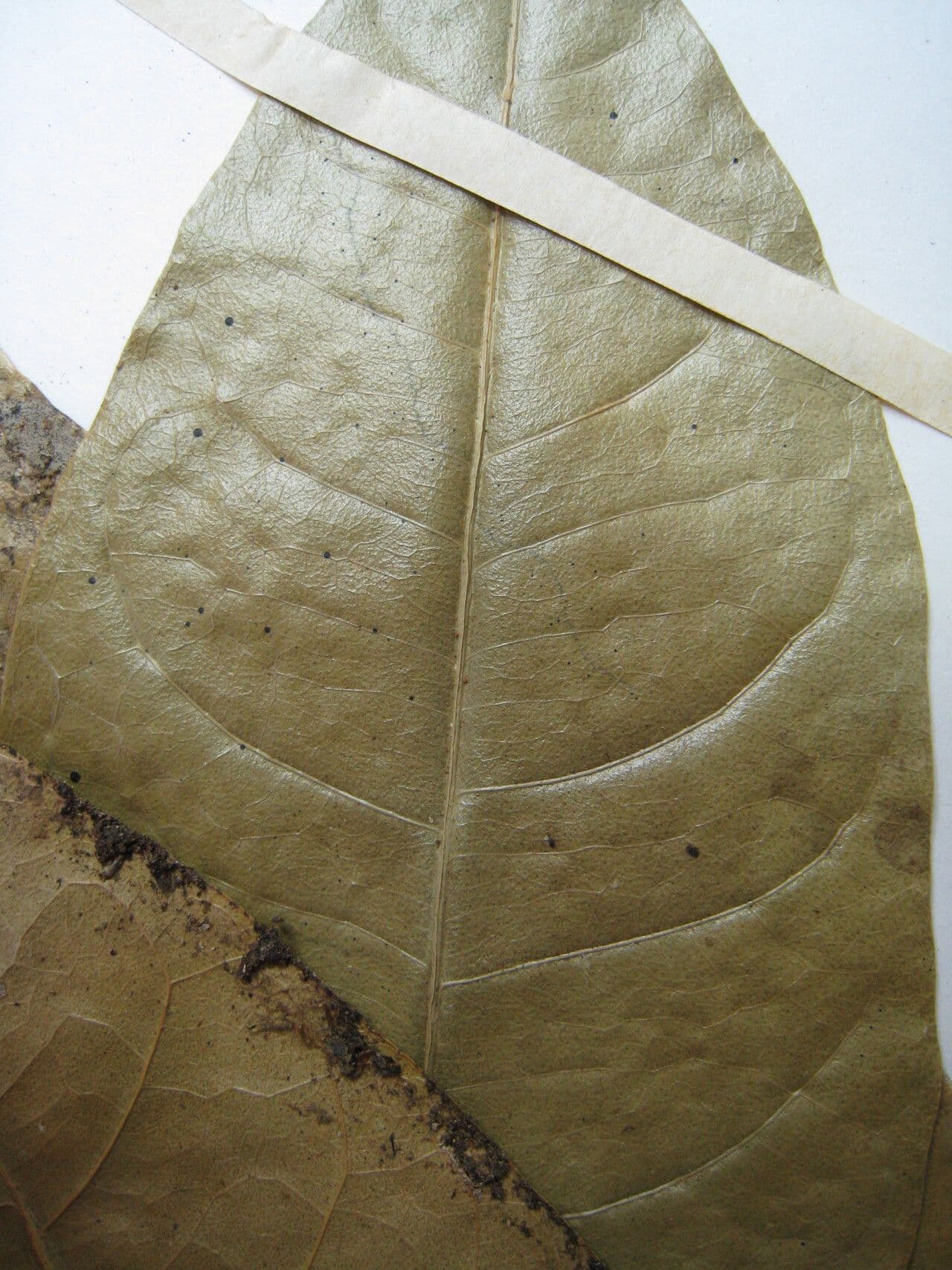 Conchocarpus 22