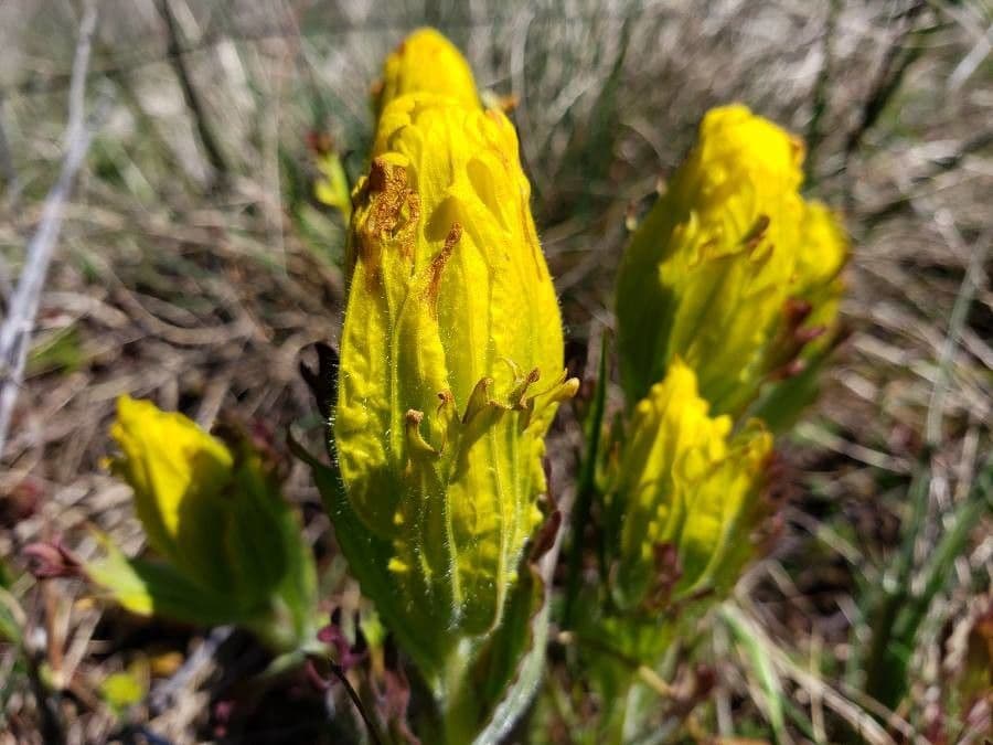 Castilleja levisecta