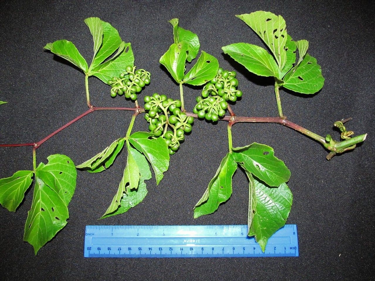 Kleinfruchtige Cissus 4