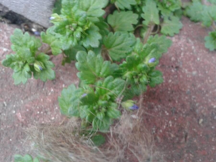 Veronica lucida 17