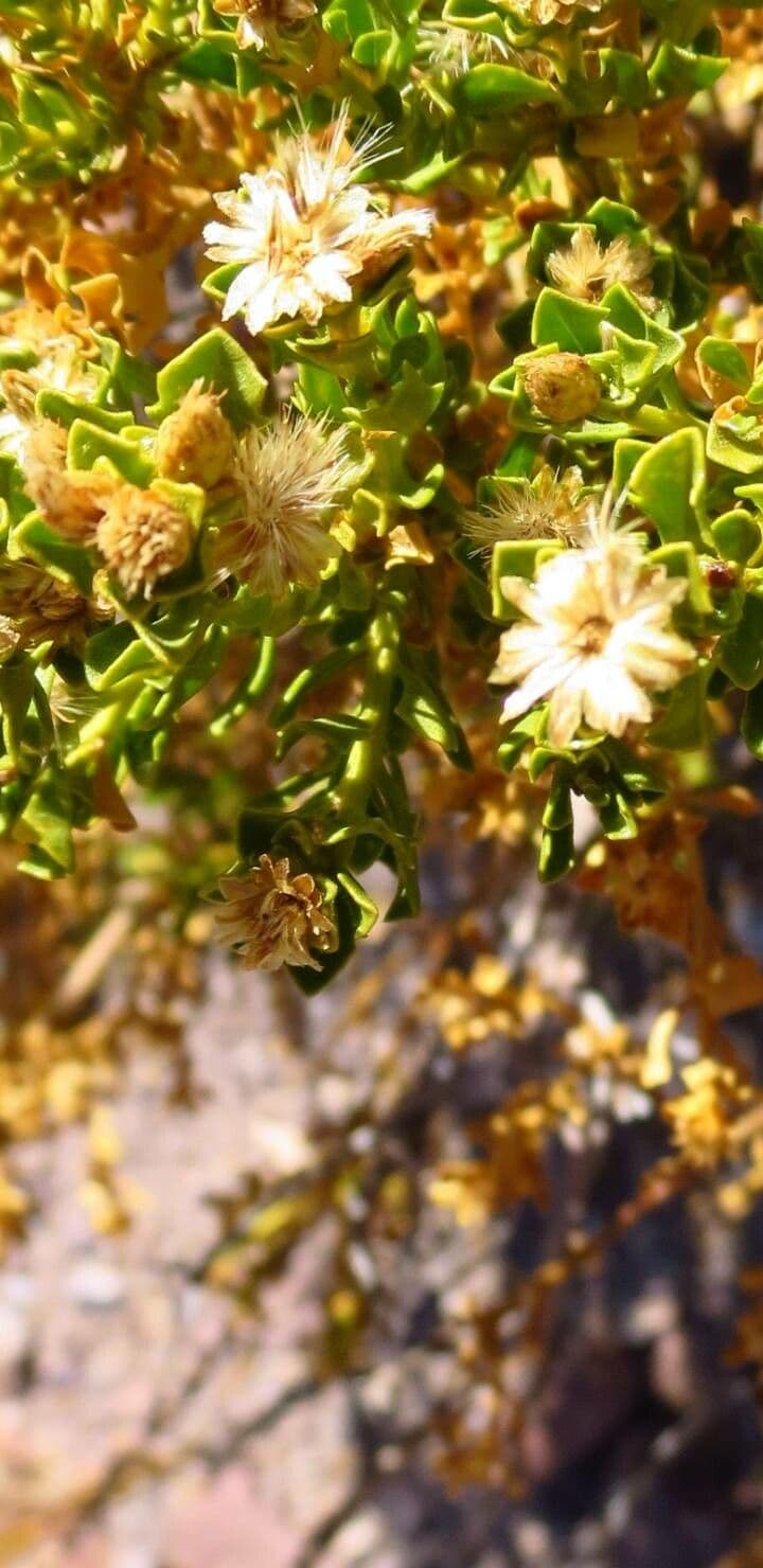 Oedera squarrosa 3