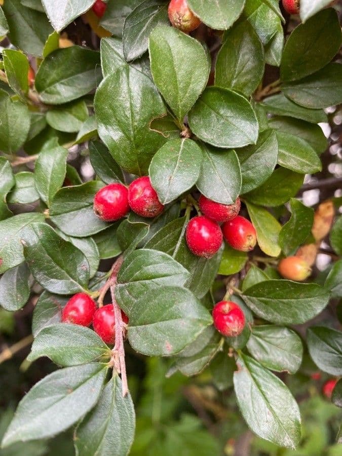 Cotonéaster commun 18