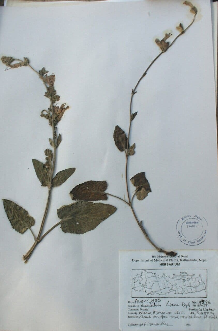 Salvia 8
