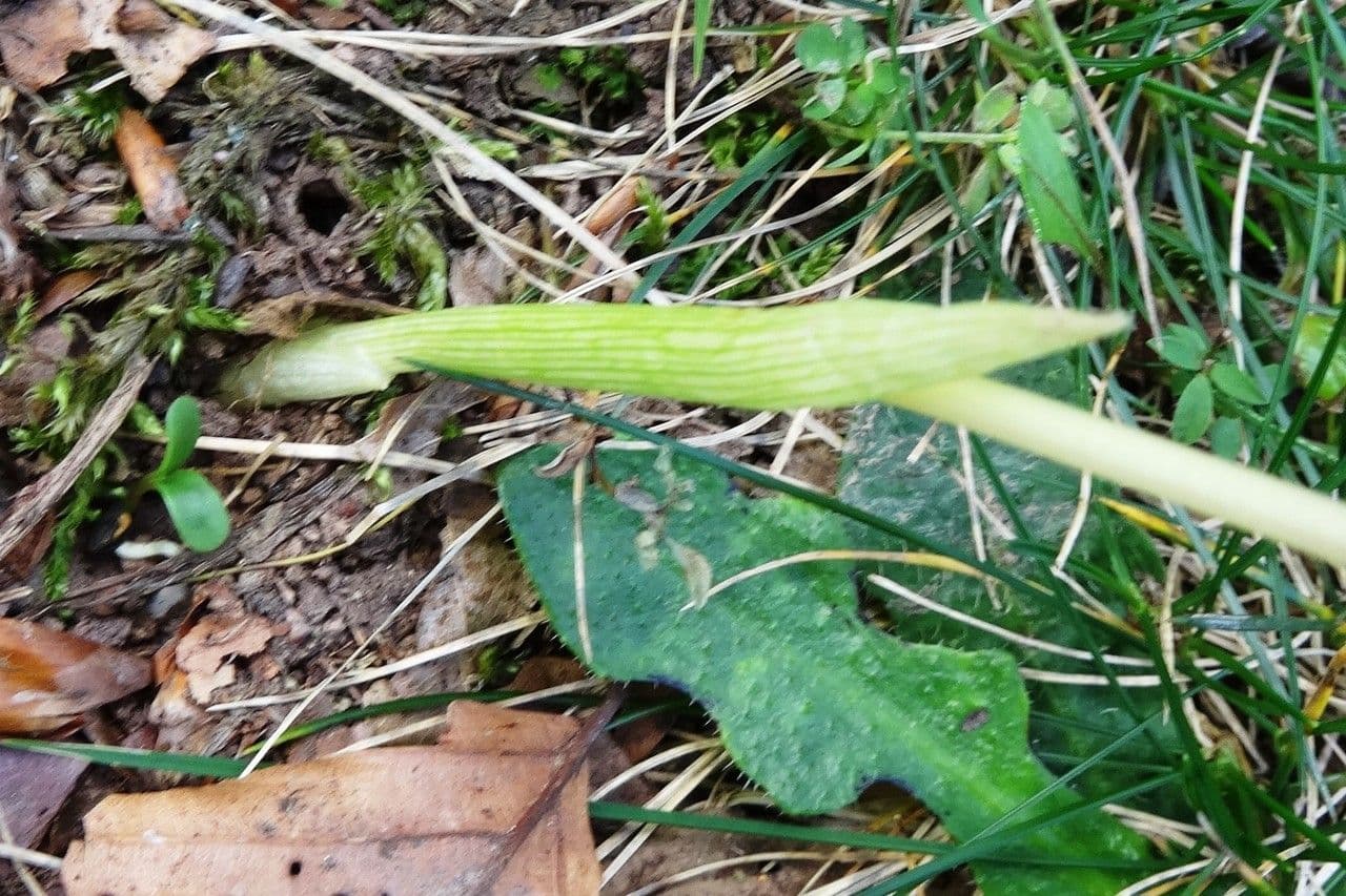 Krokus 13