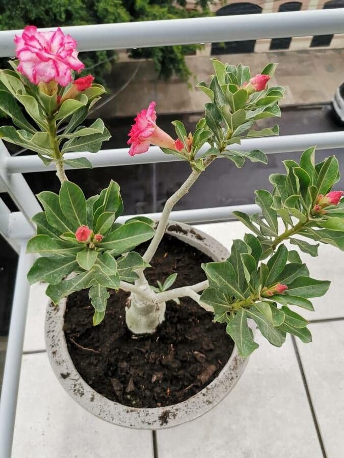 Adenium 29