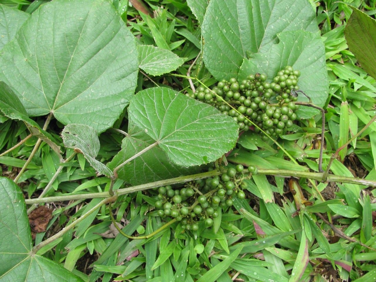 Vitis tiliifolia 18