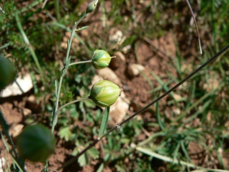 Linum leonii 5