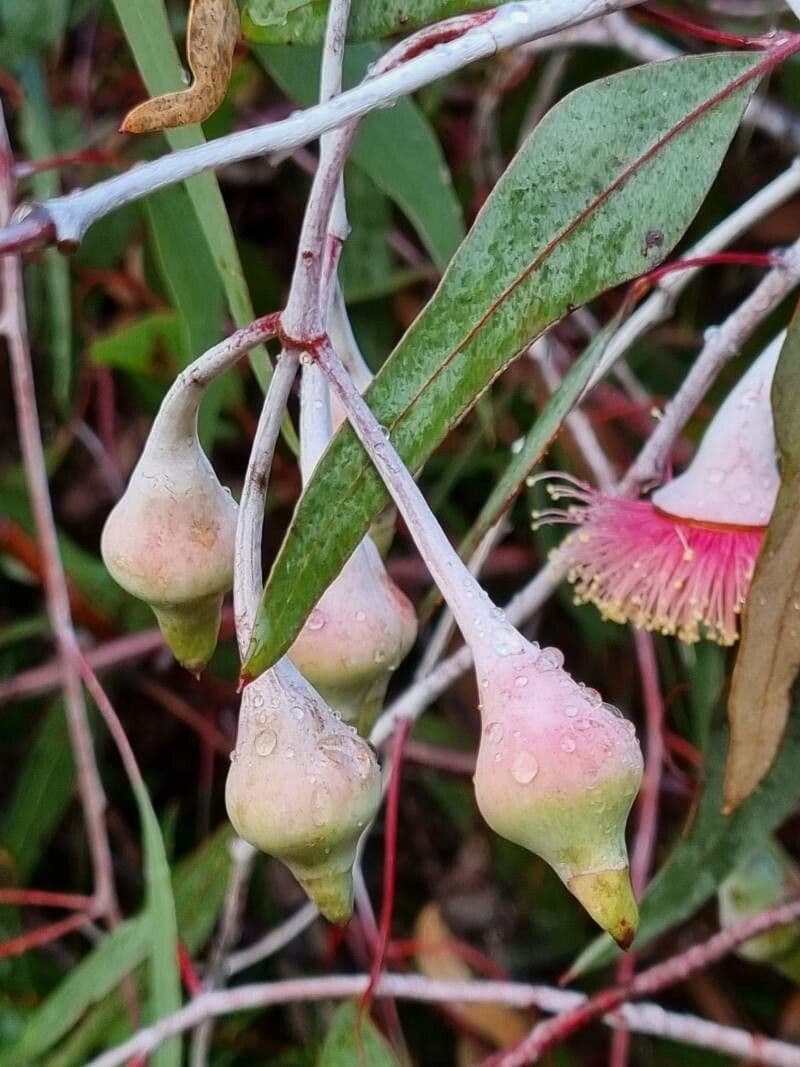 Silberprinzessin-Eukalyptus 2