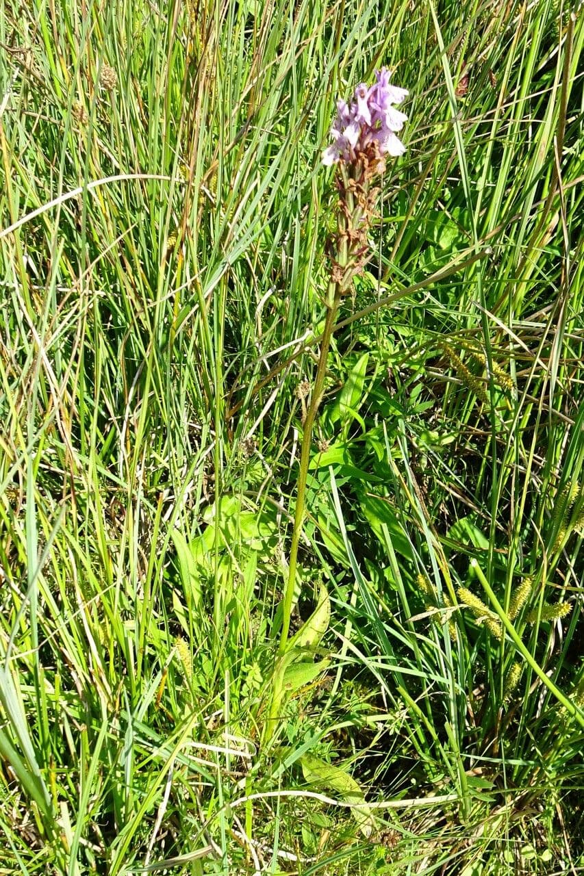 Orchidea macchiata 12
