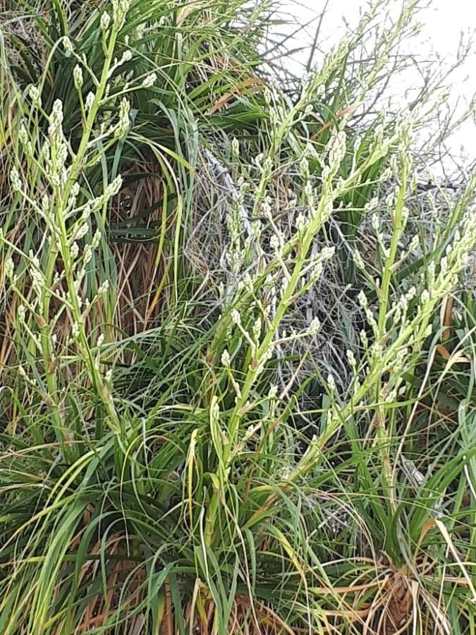 Beaucarnea 6
