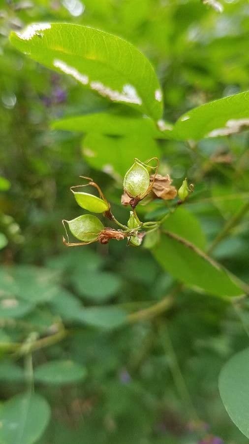 Lespedeza bicolore 2