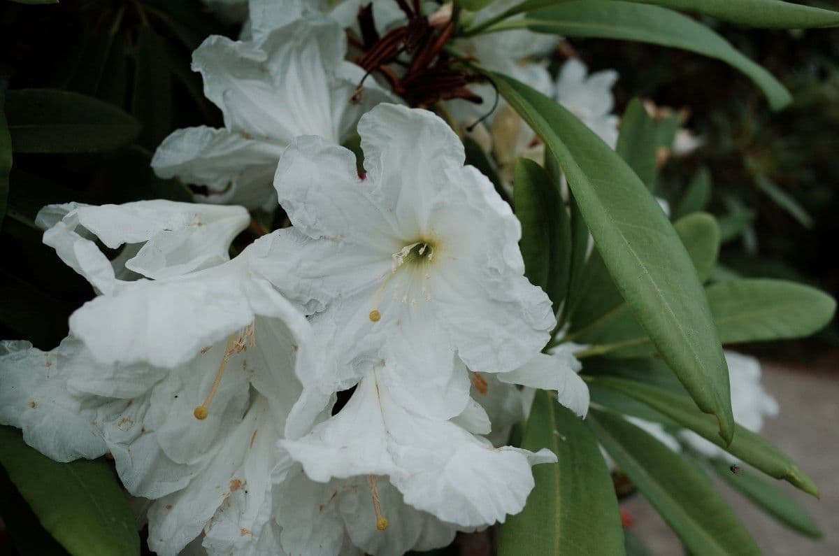 Rhododendron 5