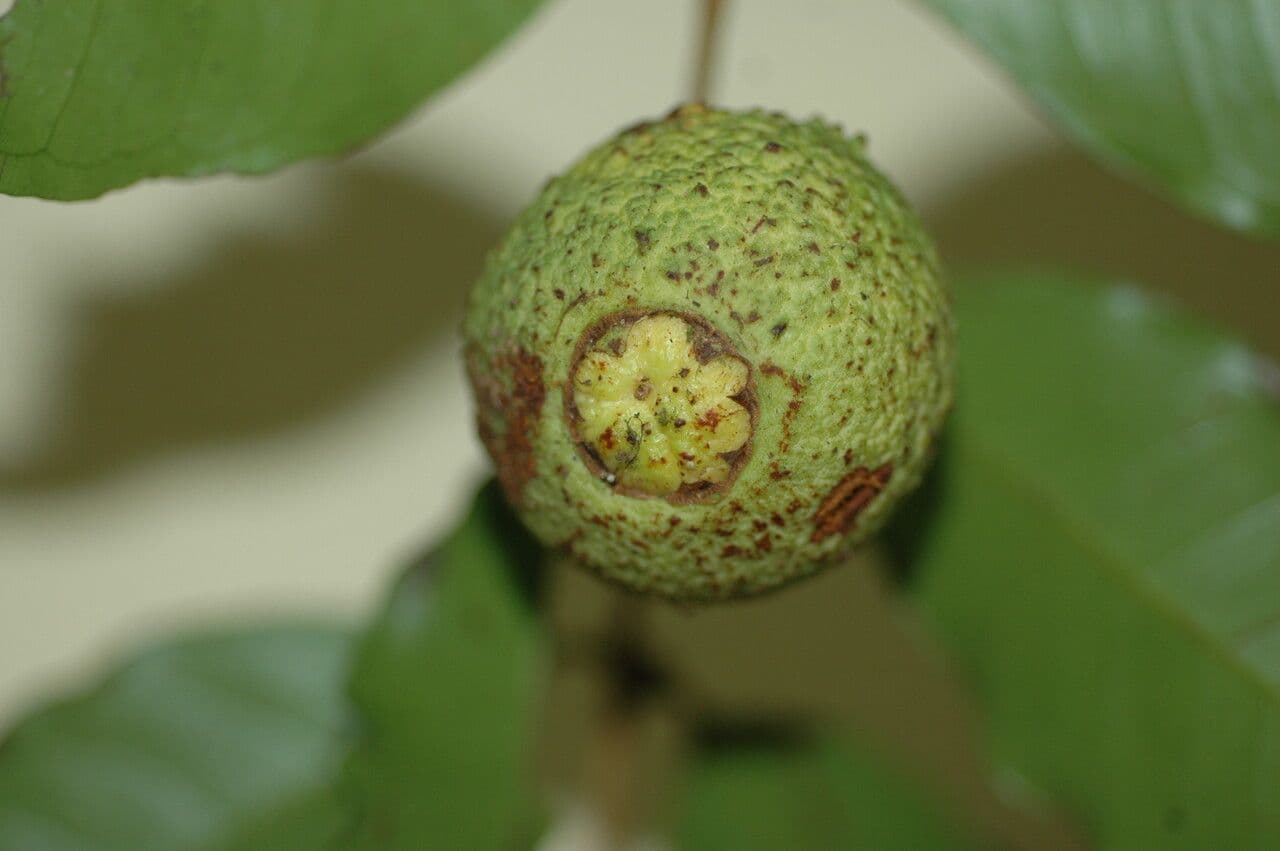 Eugenia neoverrucosa 4