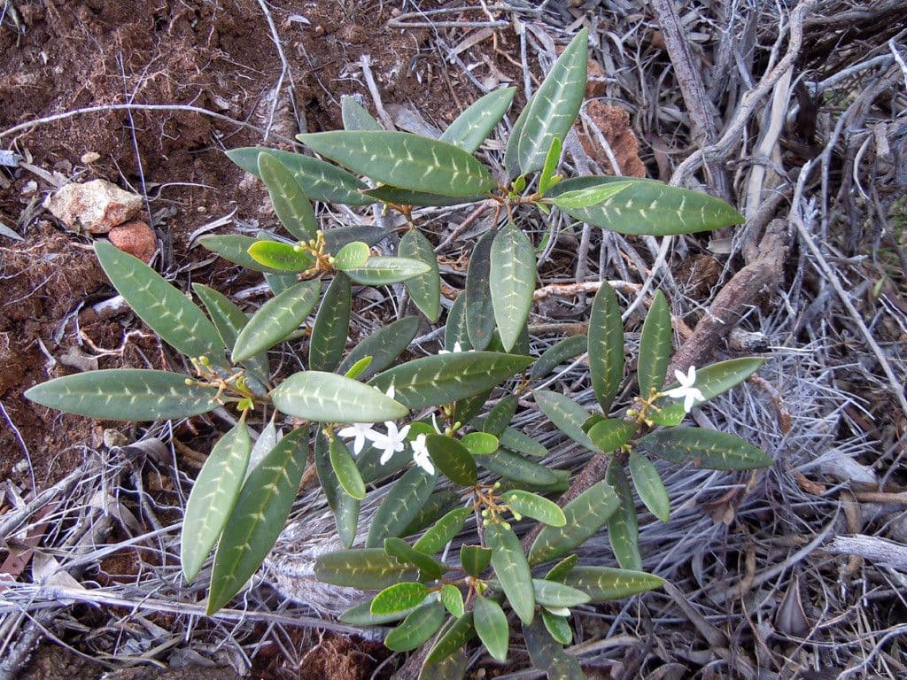 Psicotria 7