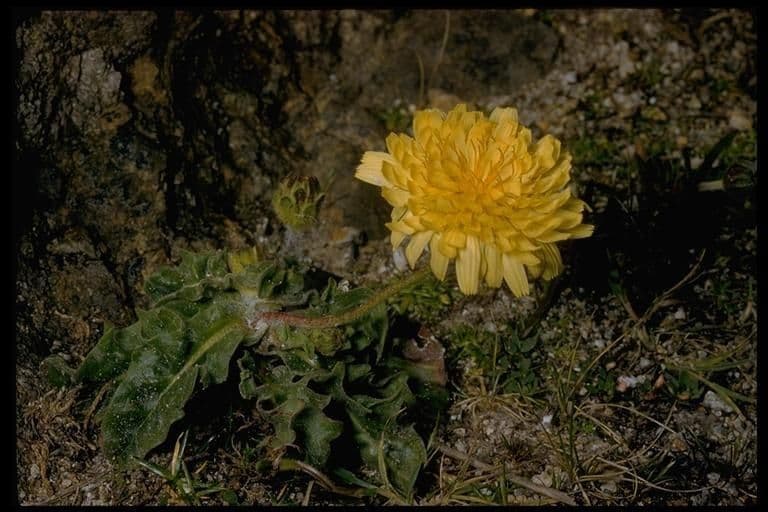 Agoseris apargioides 7