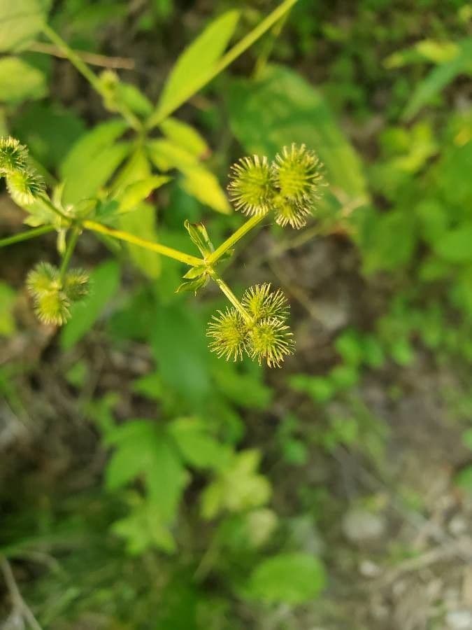 Sanicula canadensis 3