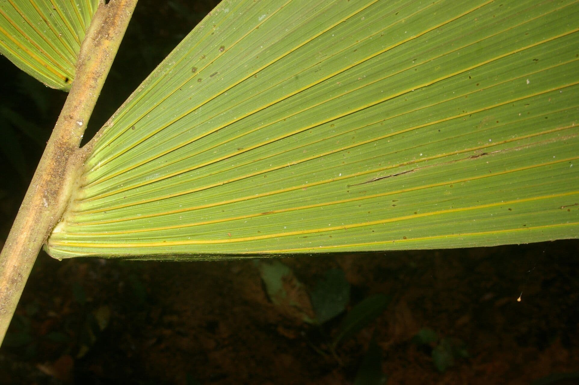 Sokratea naga 12