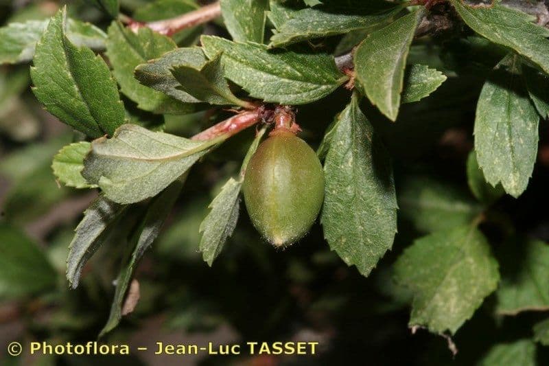 Cerisier
