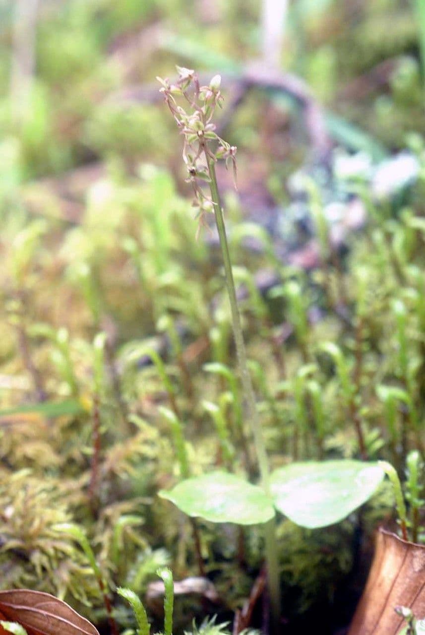 Lesser twayblade 26