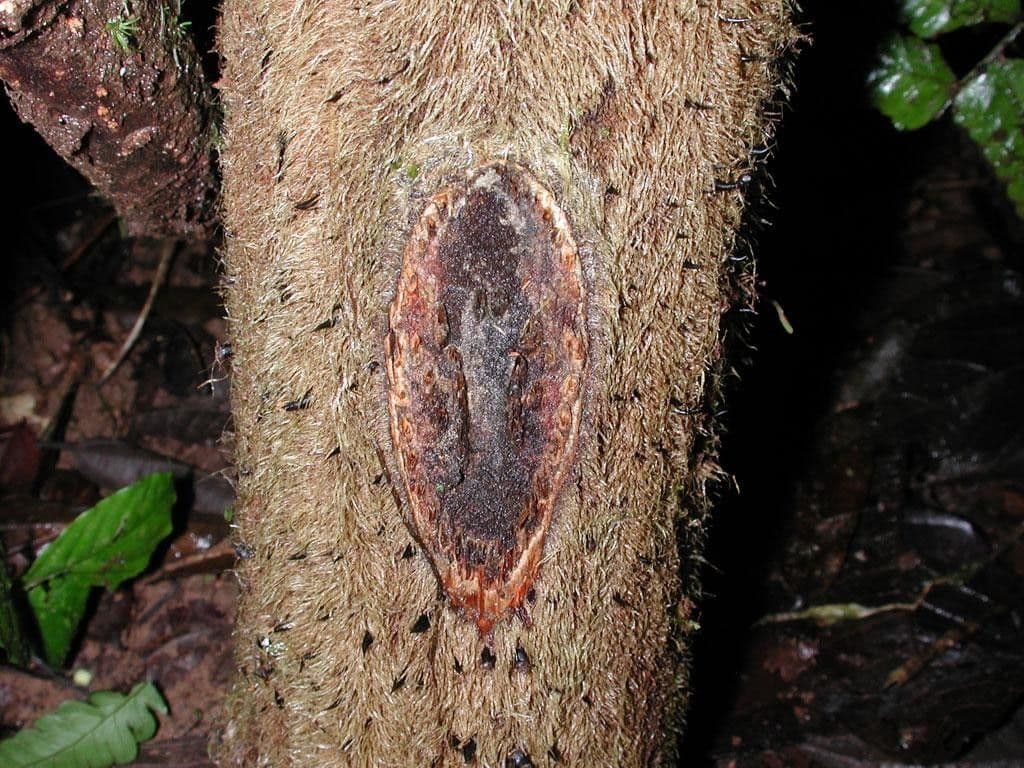 Alsophila 13