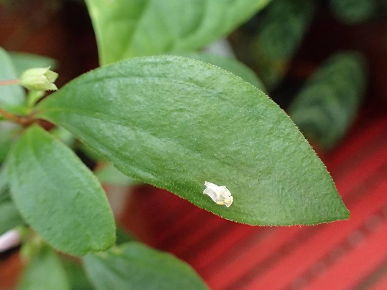 Centradenia 8