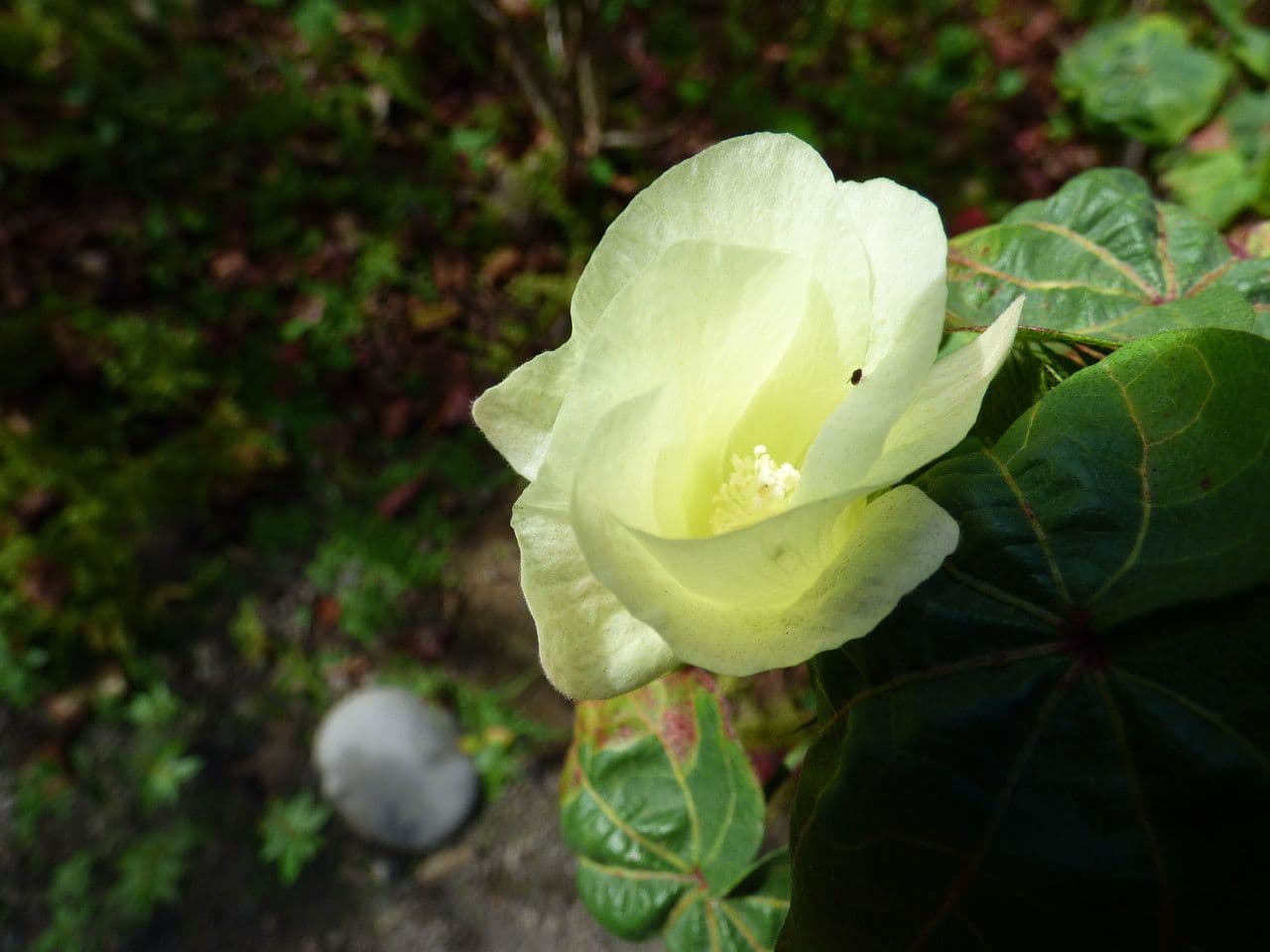 Cotone arabo 6