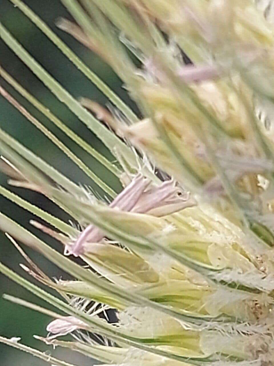 Orzo marittimo 6
