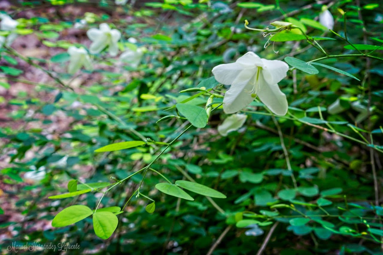 Bauhinia 11